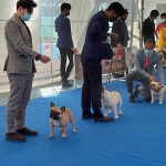 Fortune Town Championship Dog’s Show 2022